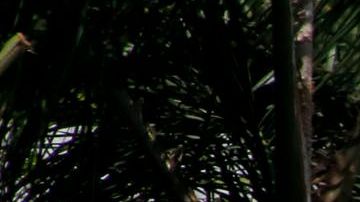 Muchas familias han optado por vivir en sus vehículos en L.A.