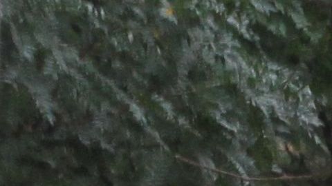 Algo no está funcionando en el sistema escolar de NYC