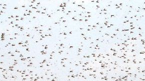 Saná, capital de Yemen, fue invadida por langostas en julio.