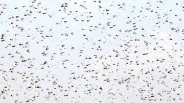 Saná, capital de Yemen, fue invadida por langostas en julio.