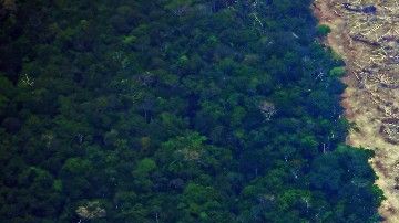 El año pasado se perdieron en los trópicos 11,9 millones de hectáreas de bosque.