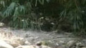 La elefanta Hathini estaba embarazada cuando sufrió graves heridas que llevaron a su muerte.