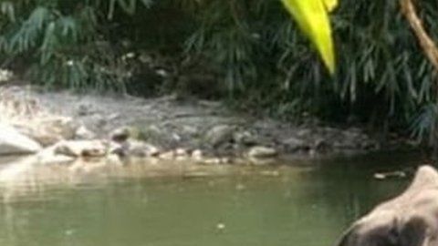 La elefanta Hathini estaba embarazada cuando sufrió graves heridas que llevaron a su muerte.