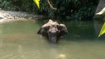 La elefanta Hathini estaba embarazada cuando sufrió graves heridas que llevaron a su muerte.