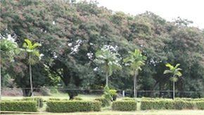Los restos fueron exhumados del cementerio Jardín de Paz de Ciudad de Panamá.