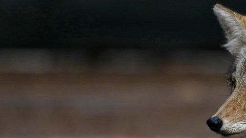 Defensores de la vida silvestre condenan que no se usen otros métodos con los animales salvajes.