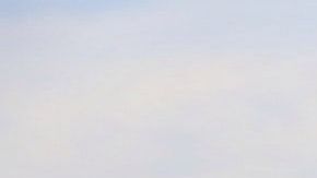 Cada signo tiene un animal espiritual que lo guía.