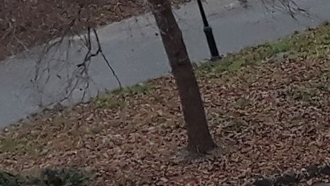 Escena del crimen en diciembre