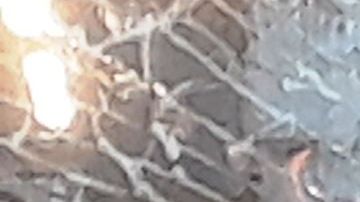 Vitrina de zapatería vandalizada en la 5ta Av