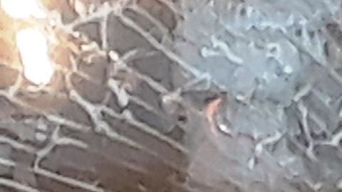 Vitrina de zapatería vandalizada en la 5ta Av