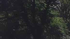 NYPD marcó la escena del homicidio ayer en el elegante Madison Square Park