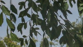 Garcetti anuncia Al Fresco