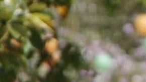 Los estudiantes indocumentados en California también pueden recibir ayuda financiera.