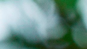 La sobrina de Trump que el presidente puede poner en riesgo a EE.UU. para mantenerse en el poder.