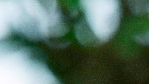 La sobrina de Trump que el presidente puede poner en riesgo a EE.UU. para mantenerse en el poder.