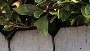 Pedro Rodríguez feliz por recibir la ayuda del gobernador a través de CHIRLA. (Cortesía Pedro Rodríguez)