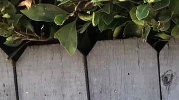 Pedro Rodríguez feliz por recibir la ayuda del gobernador a través de CHIRLA. (Cortesía Pedro Rodríguez)