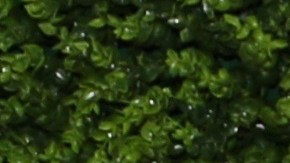 William Levy y Elizabeth Gutiérrez