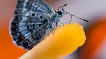 Una mariposa "Miami Blue" posada sobre un hisopo impregnado con la bebida Gatorade.