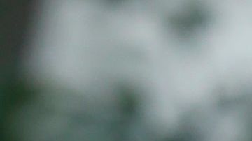 Trump en el Jardín de las Rosas.