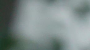 Trump en el Jardín de las Rosas.