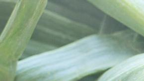 Foto: Pixabay/Pexels