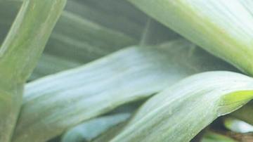 Foto: Pixabay/Pexels