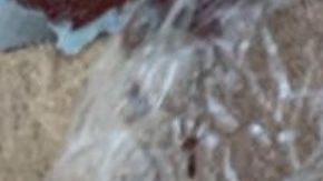 Autoridades del condado de Lake detuvieron con éxito la venta de más de 17,000 píldoras mortales de fentanilo, lo que sin duda salvó muchas vidas.