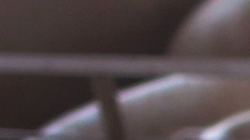 Cerdos en una planta de carne.