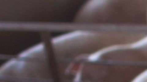 Cerdos en una planta de carne.