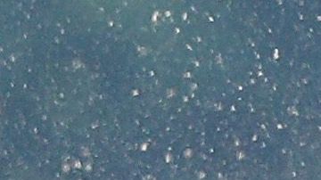 Los nuevos nombres de los caballos de carreras tienen referencias al COVID-19.