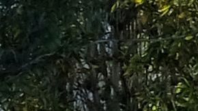 Mural de Kobe Bryant en Los Ángeles.