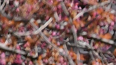 El país sigue registrando más de 2,000 muertes al día por coronavirus.
