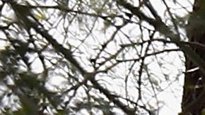 Cheesecake Factory restaurante policía Ohio disturbio allanamiento