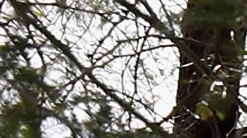 Cheesecake Factory restaurante policía Ohio disturbio allanamiento