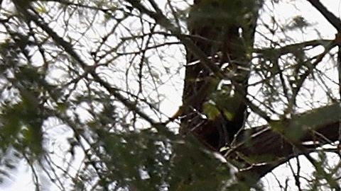 Cheesecake Factory restaurante policía Ohio disturbio allanamiento