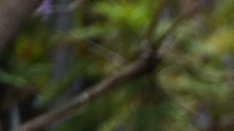 Protesta por GEorge Floyd en Los Ángeles