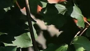 Ayuda económica propuestas Ley HEROES coronavirus estímulo