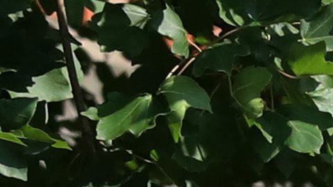 Ayuda económica propuestas Ley HEROES coronavirus estímulo