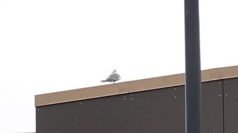 Papel higiénico Great Value Walmart ahorro dinero