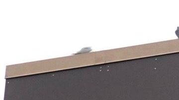 Banderas Walmart Confederación Mississippi racismo NCAA SEC