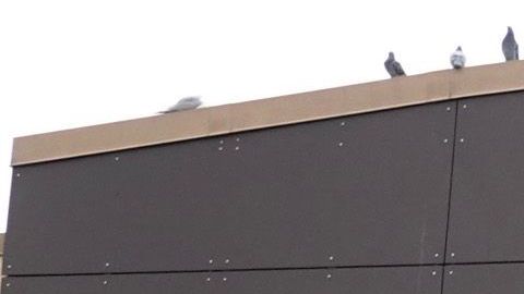 Banderas Walmart Confederación Mississippi racismo NCAA SEC