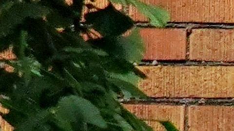 Hertz coronavirus COVID-19 autos renta viajes aerolíneas transporte bancarrota despidos flotilla autos usados Kathryn Marinello