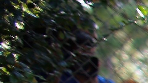 Una empleada del zoo de Miami en, una imagen de archivo, dando de comer a unos guepardos.