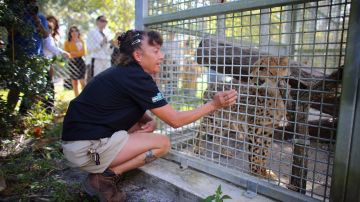 Una empleada del zoo de Miami en, una imagen de archivo, dando de comer a unos guepardos.