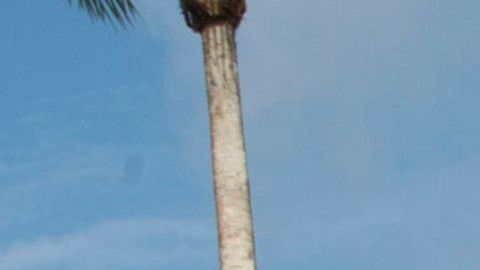 Las instalaciones de Disney, en Florida, ante el reto de garantizar un entorno libre de coronavirus.