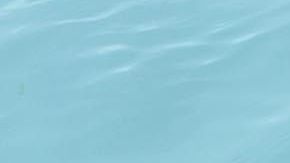 Los responsables del Miami Seaquarium creen que es la mejor decisión ante el aumento de casos.