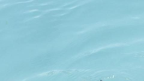 Los responsables del Miami Seaquarium creen que es la mejor decisión ante el aumento de casos.