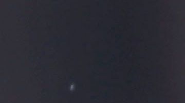 Cachorro de oso Grizzly