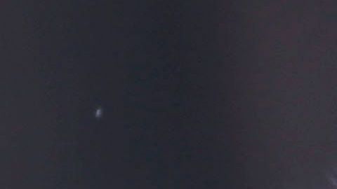 Cachorro de oso Grizzly